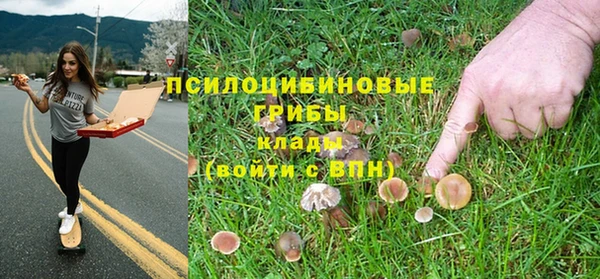 прущие грибы Рославль