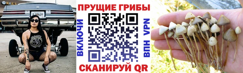 Купить  Любим  Галлюциногенные грибы MAGIC MUSHROOMS 